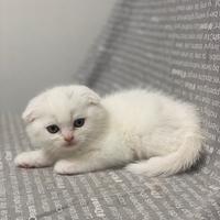 Scottish fold