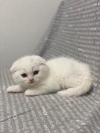 Scottish fold