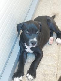 Cuccioli di Pitbull