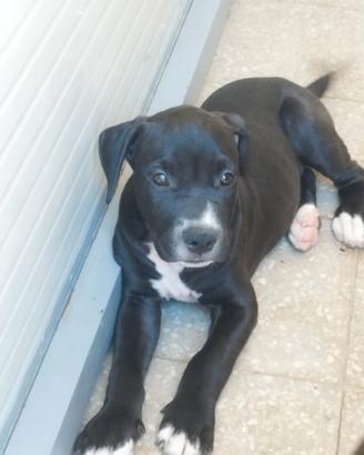 Cuccioli di Pitbull