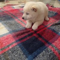 Shiba Inu cuccioli con Pedigree Italiano