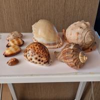 Conchiglie decorative