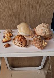 Conchiglie decorative