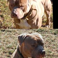 Pitbull
