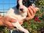Immagine 3