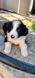 Border collie
