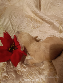 Maltipoo pronti a febbraio