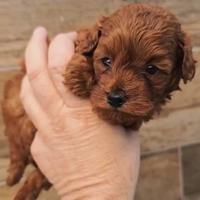 Barboncino mini toy e nano