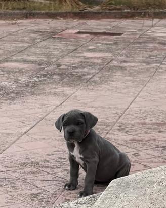 Cane Corso Ultima cucciola