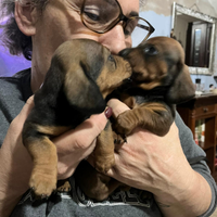 Cuccioli bassotto nano