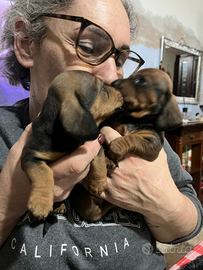 Cuccioli bassotto nano