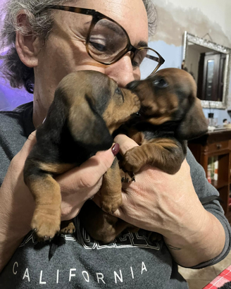 Cuccioli bassotto nano