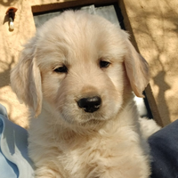 Golden retriver Top