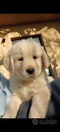 Golden retriver Top