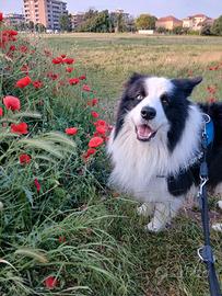 Border Collie Maschio per cucciolate