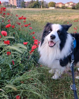Border Collie Maschio per cucciolate