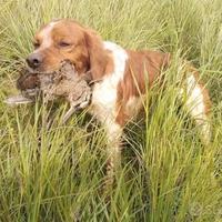Disponibili cuccioli di Breton da caccia