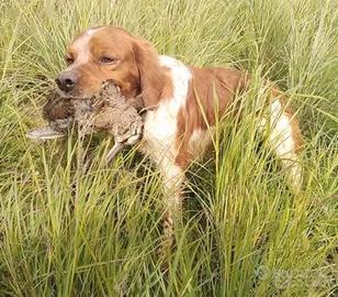 Disponibili cuccioli di Breton da caccia