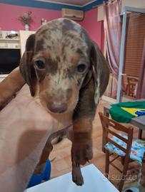 Cuccioli di bassotto