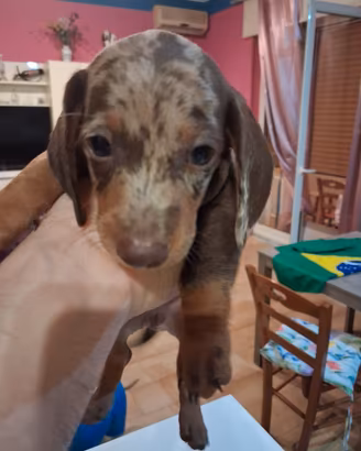 Cuccioli di bassotto