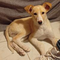 Lilly 4 mesi tg media contenuta in adozione
