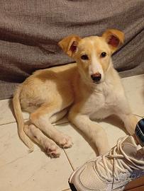 Lilly 4 mesi tg media contenuta in adozione