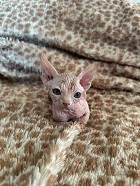 Cuccioli di Sphynx