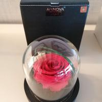 Rose stabilizzate profumate