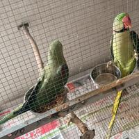 Coppia di grandi alessandrini con sessaggi