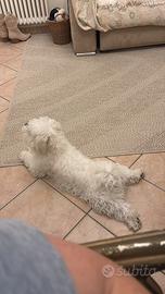 Cucciolo di Maltese di 3 anni