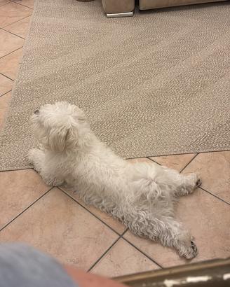 Cucciolo di Maltese di 3 anni