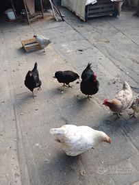 Galline