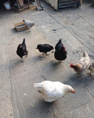 Galline