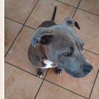 Pit bull super coccolone