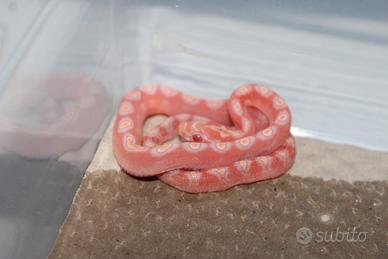Serpenti del grano
