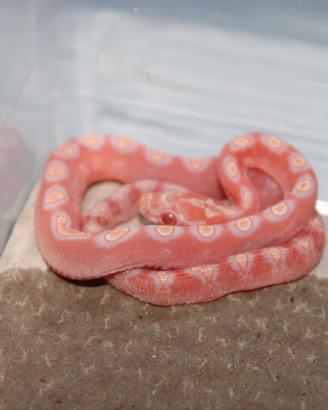 Serpenti del grano
