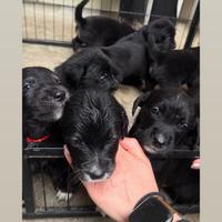 11 Cuccioli disponibili