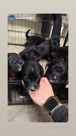 11 Cuccioli disponibili