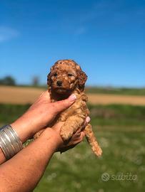 Cuccioli di barboncini nani