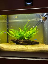 Acquario