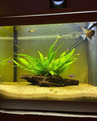 Acquario