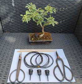 Bonsai kit per iniziare