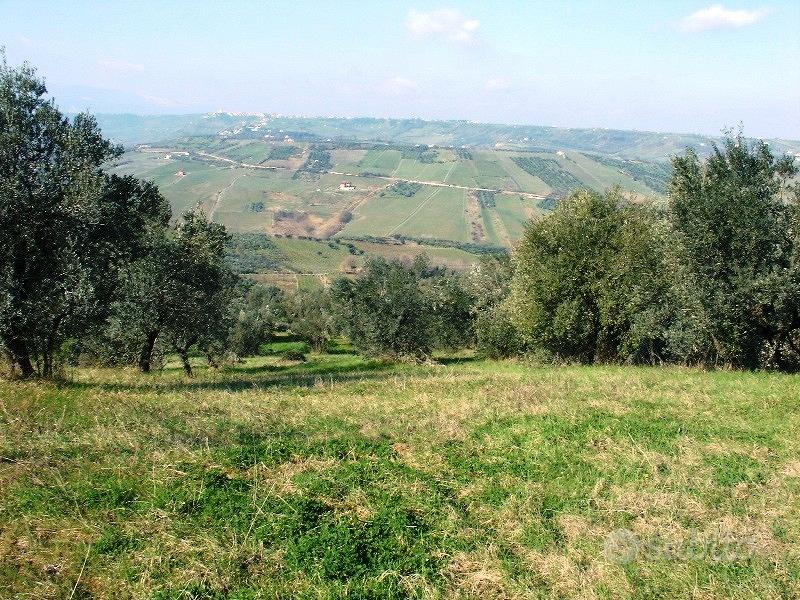 7000 mq terreno agricolo con 50 piante d'olivo - Vista 4