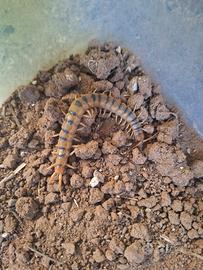 Scolopendra