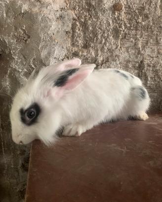 Conigli