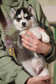 Cuccioli di Siberian Husky