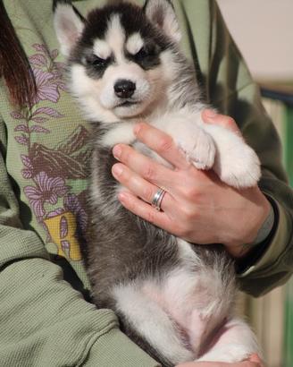 Cuccioli di Siberian Husky