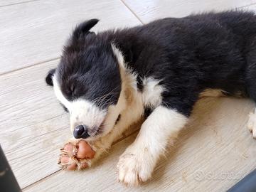 Border collie