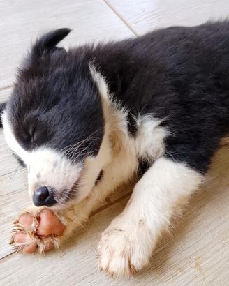 Border collie