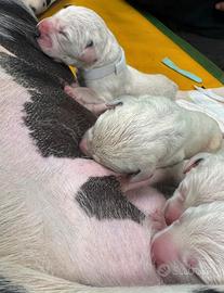 Dall'amata cuccioli pedigree
